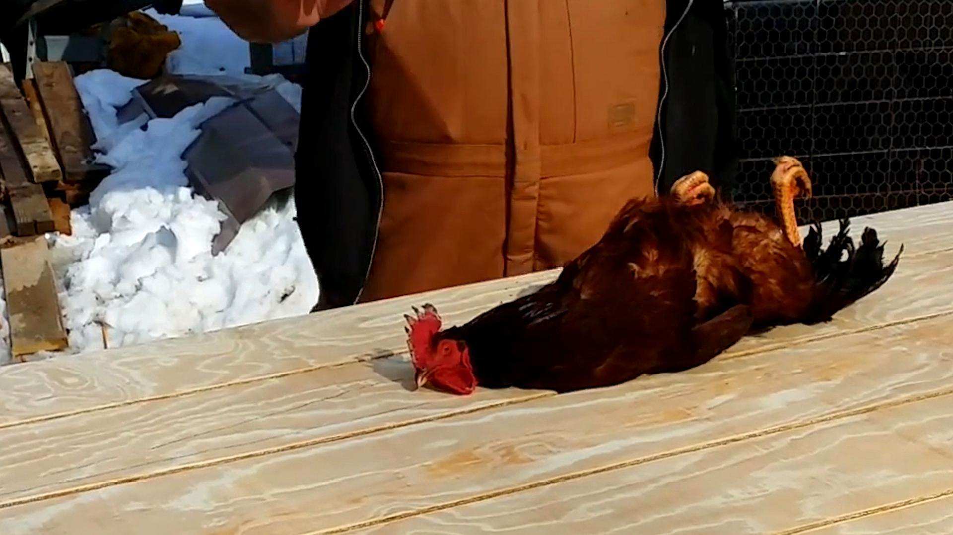 鸡画一条直线不动,对鸡画一根直线的反应