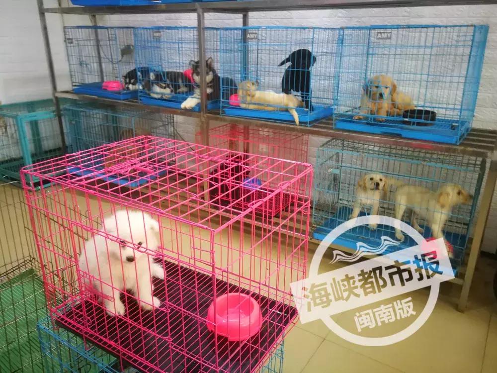 2000买的狗三天就死了,1200元买一只宠物狗