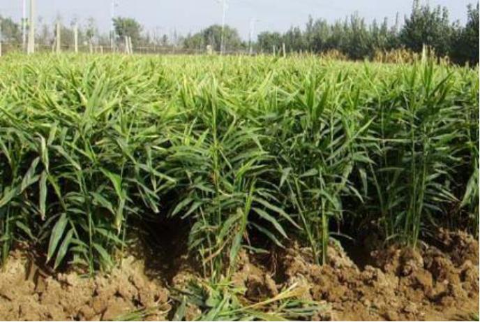 姜的种植技术与管理方法有哪些,姜的种植管理新技术