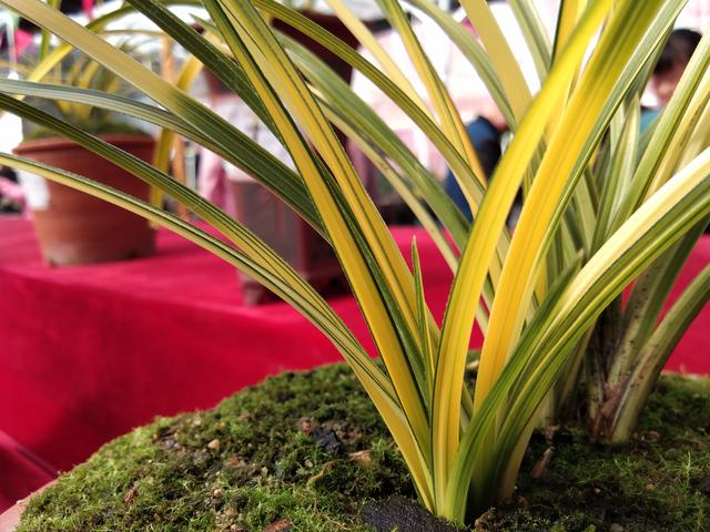 艺草兰花图片及价格,如何判断兰花艺草值多少钱