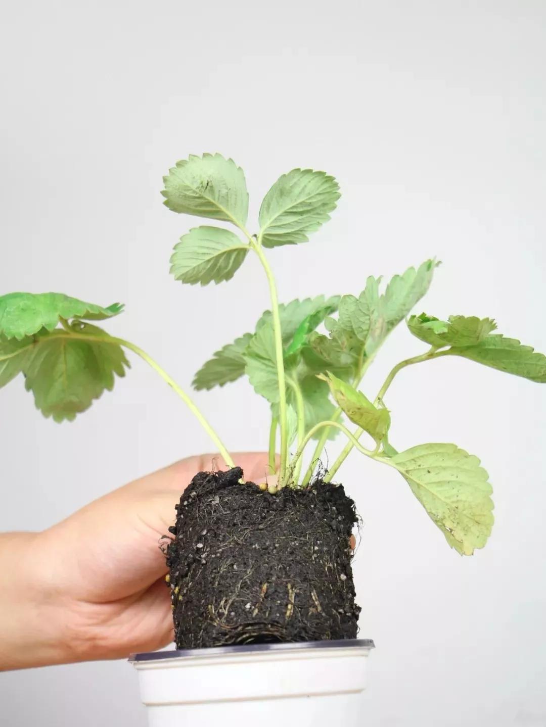 春天买盆小苗苗，嘟噜嘟噜直结果，吃完一茬又一茬