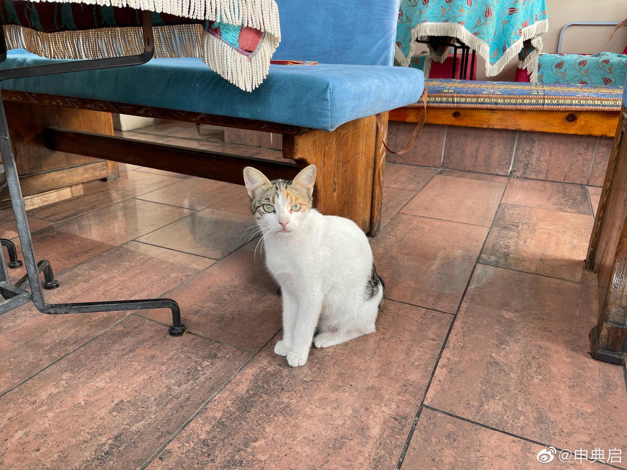 土耳其伊斯坦布尔撸猫圣地,4年后再出发