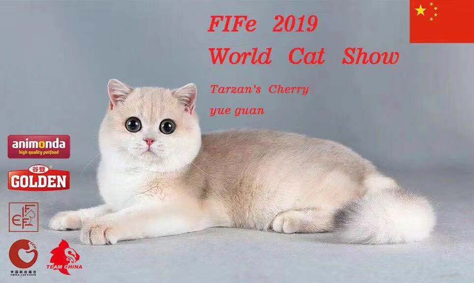 宠物经济市场前景,宠物经济下一个趋势