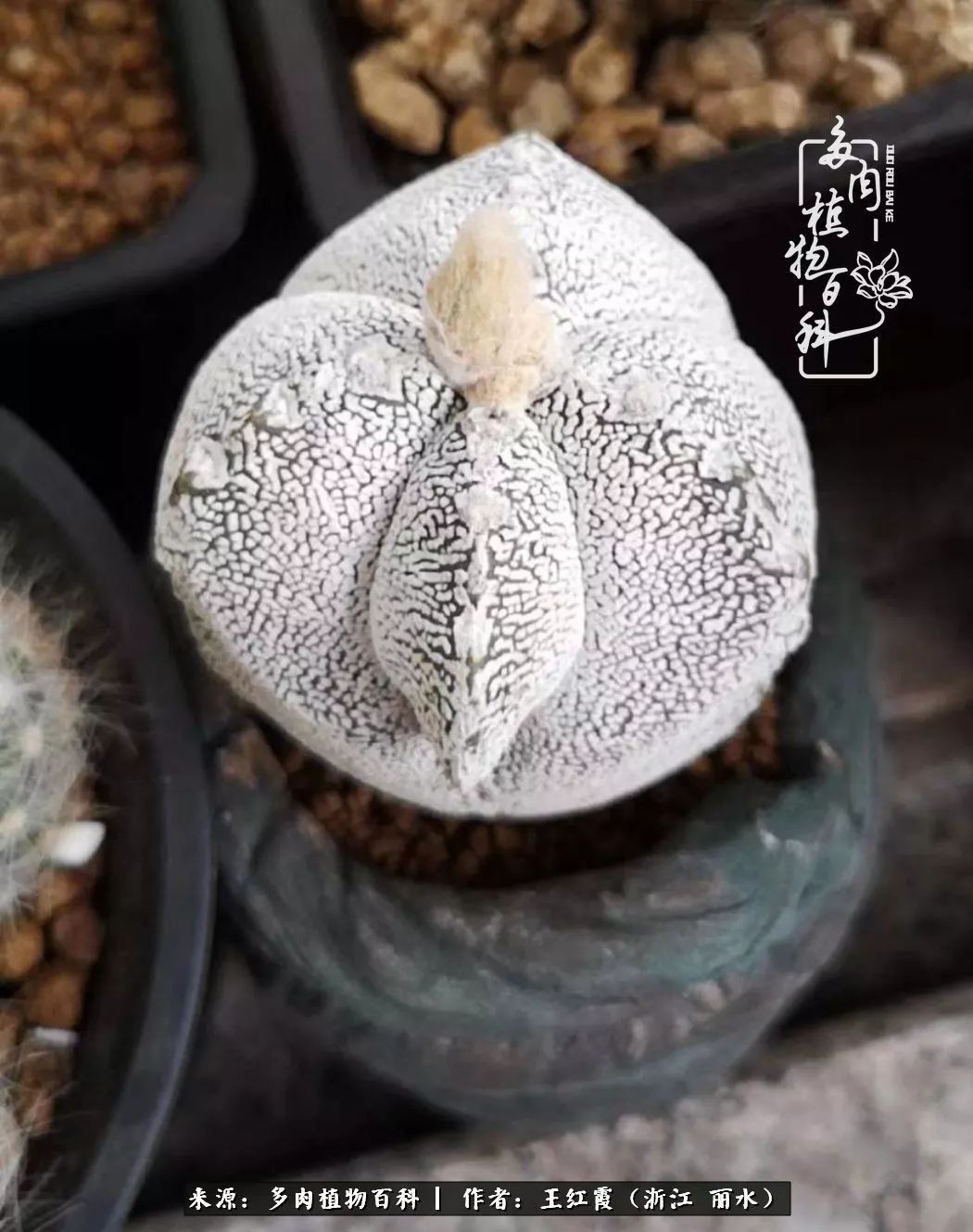 仙人球露养条件,仙人球的露养方法