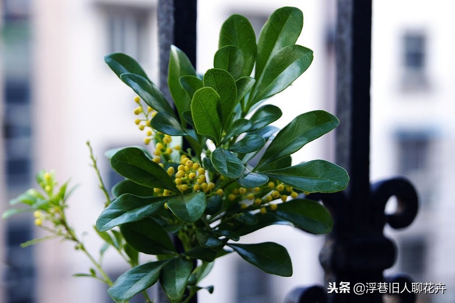 米兰花养护最好的方法,养好米兰花的三大养护技巧