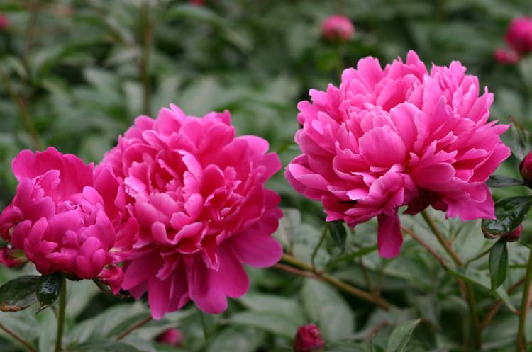 花中宰相芍药花开,花中宰相指什么花