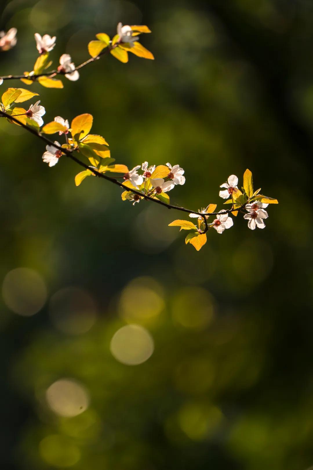 松下有哪些全幅变焦镜头,松下70-200f2.8