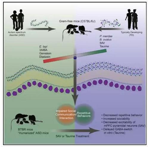 热搜第一粪菌移植治疗自闭症,厦门医院粪菌移植治疗自闭症