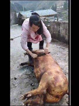 杀猪搞笑图gif,杀猪的照片搞笑图片