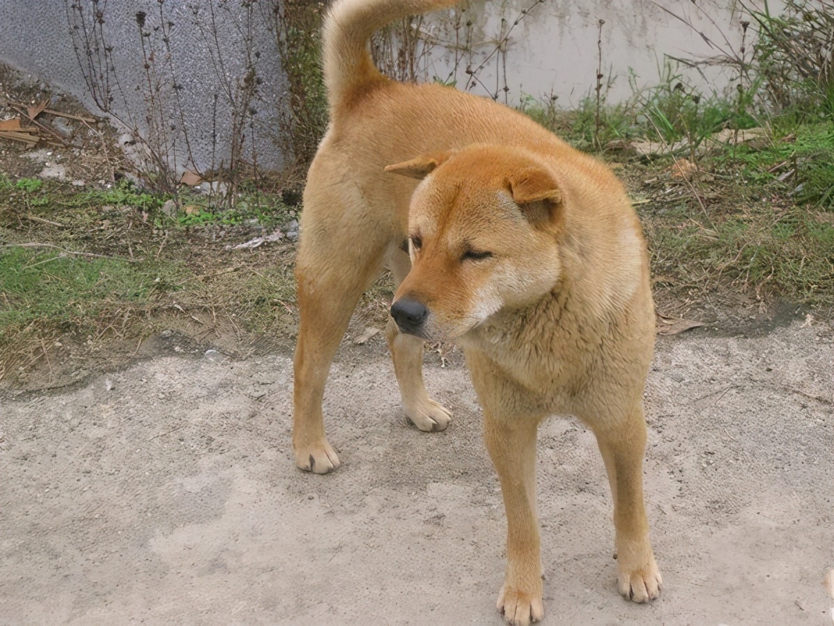 十大不建议穷人养的狗土狗,都有哪些特别好养的小土狗