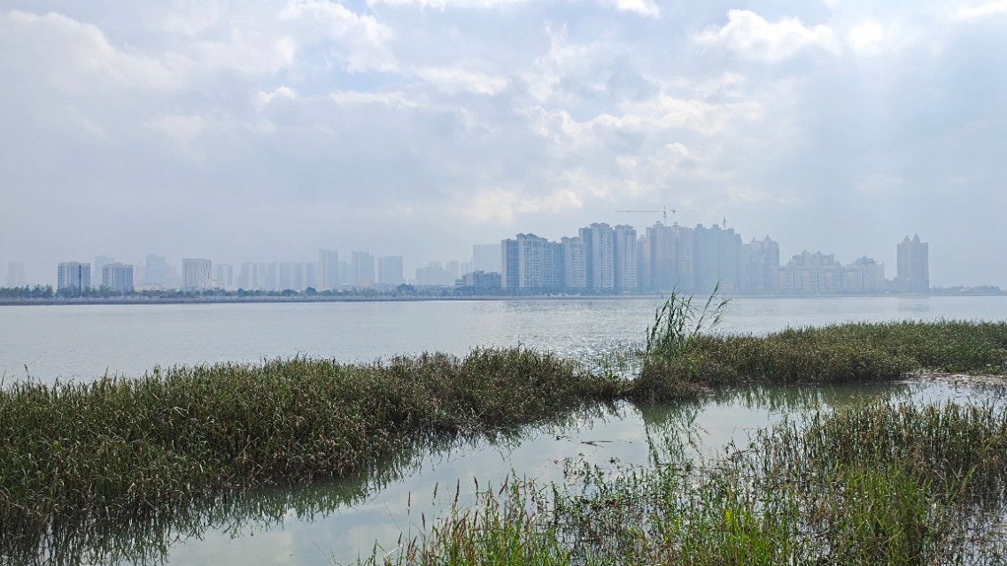 珠海井岸黄楊河湿地公园,20200927