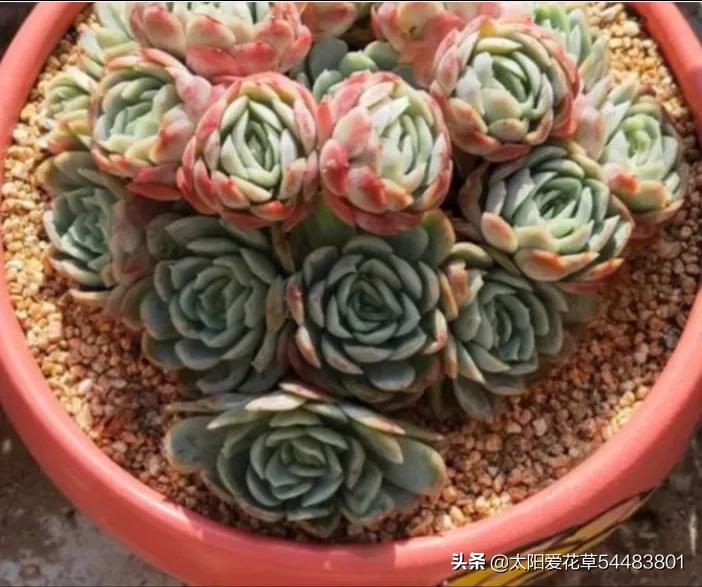 冰梅多肉怎么养才紧密包裹,冰梅多肉怎么养护出状态