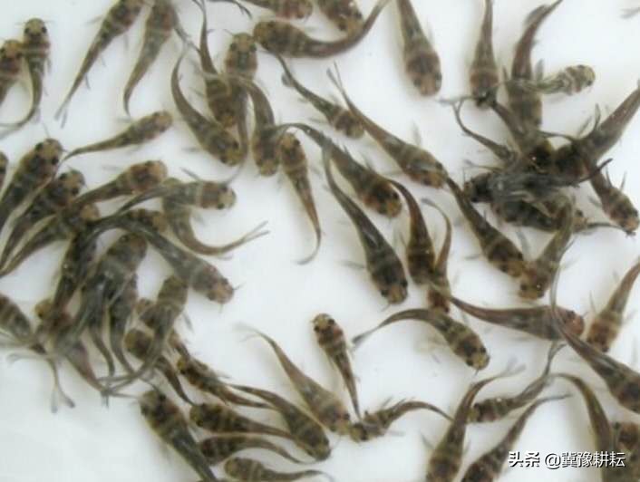 人工繁殖黄颡鱼鱼种，花三分钟了解相关知识，助力水产养殖发展