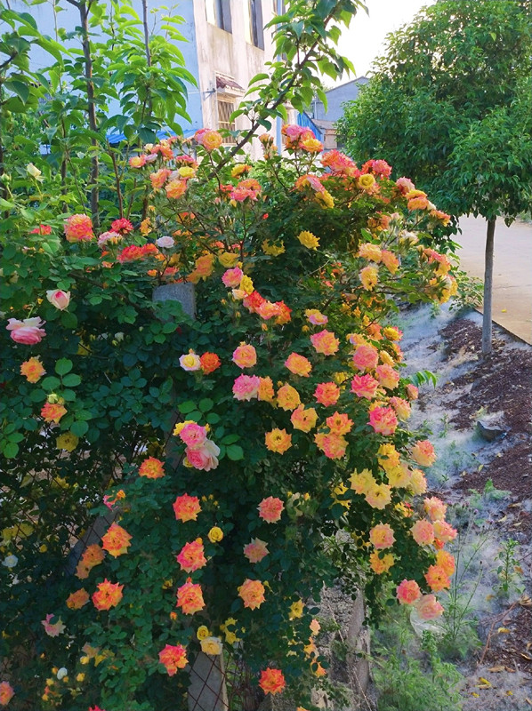 藤本开花植物哪种好养,好养的藤本开花阳台植物