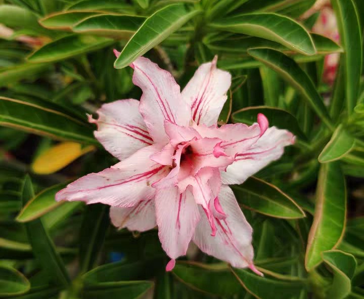 84个沙漠玫瑰品种，收起来慢慢看，待到来年春天选几种喜欢的养