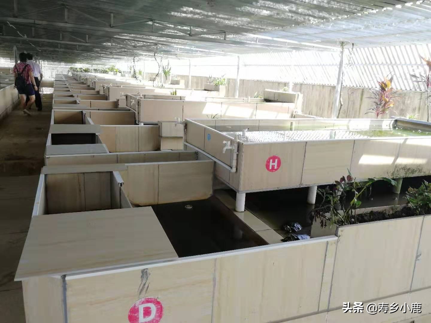 龟浮水什么样,龟浮水的原因