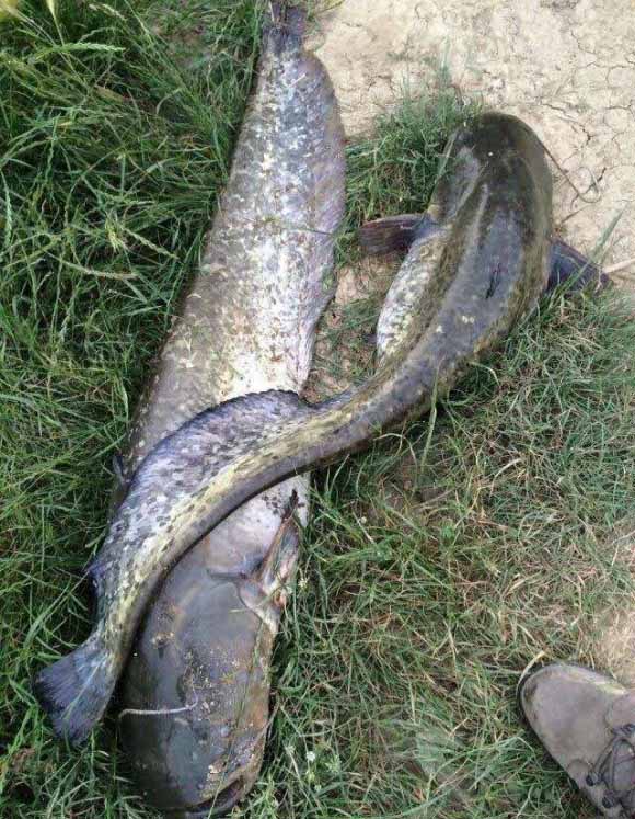 夏末秋初钓胡子鲶，子线都能给你磨断，隔壁小孩这下真哭了