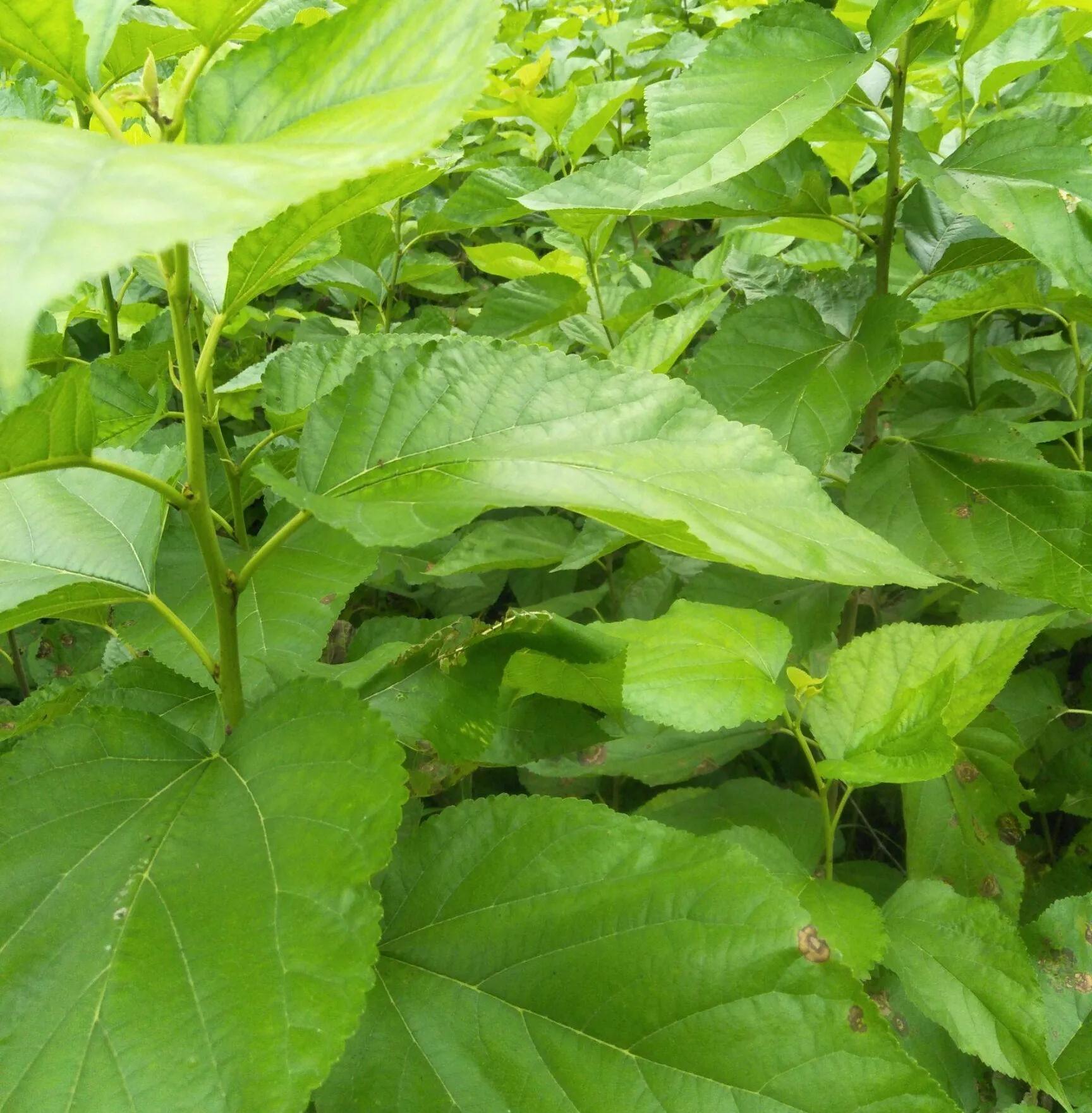 中药五种桑的功效,中药里面的桑黄