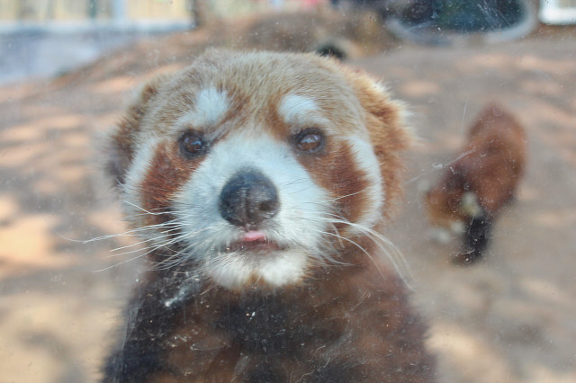 济南野生动物园和宿州野生动物园,宿州野生动物园到宿州皇藏峪
