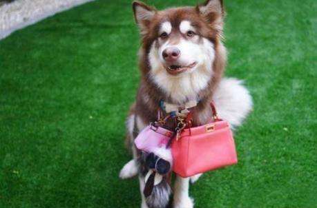 王思聪买的宠物鸭,王思聪买的鸭子