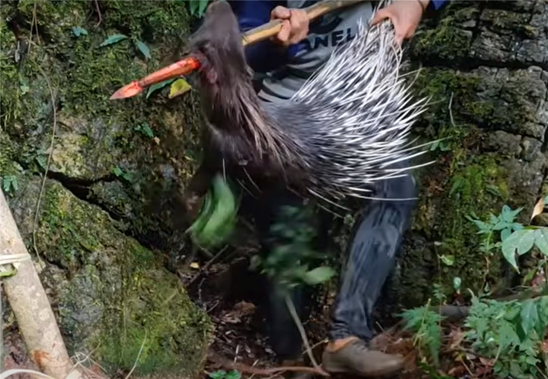 小伙太狠心!制作了一把3米长的弓弩,射中一只30斤的豪猪