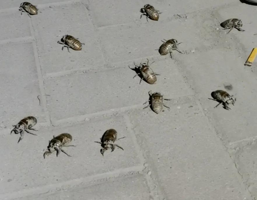 七月来了,天津小区知了钻出地面,曾经枯死的石榴树竟有发芽的