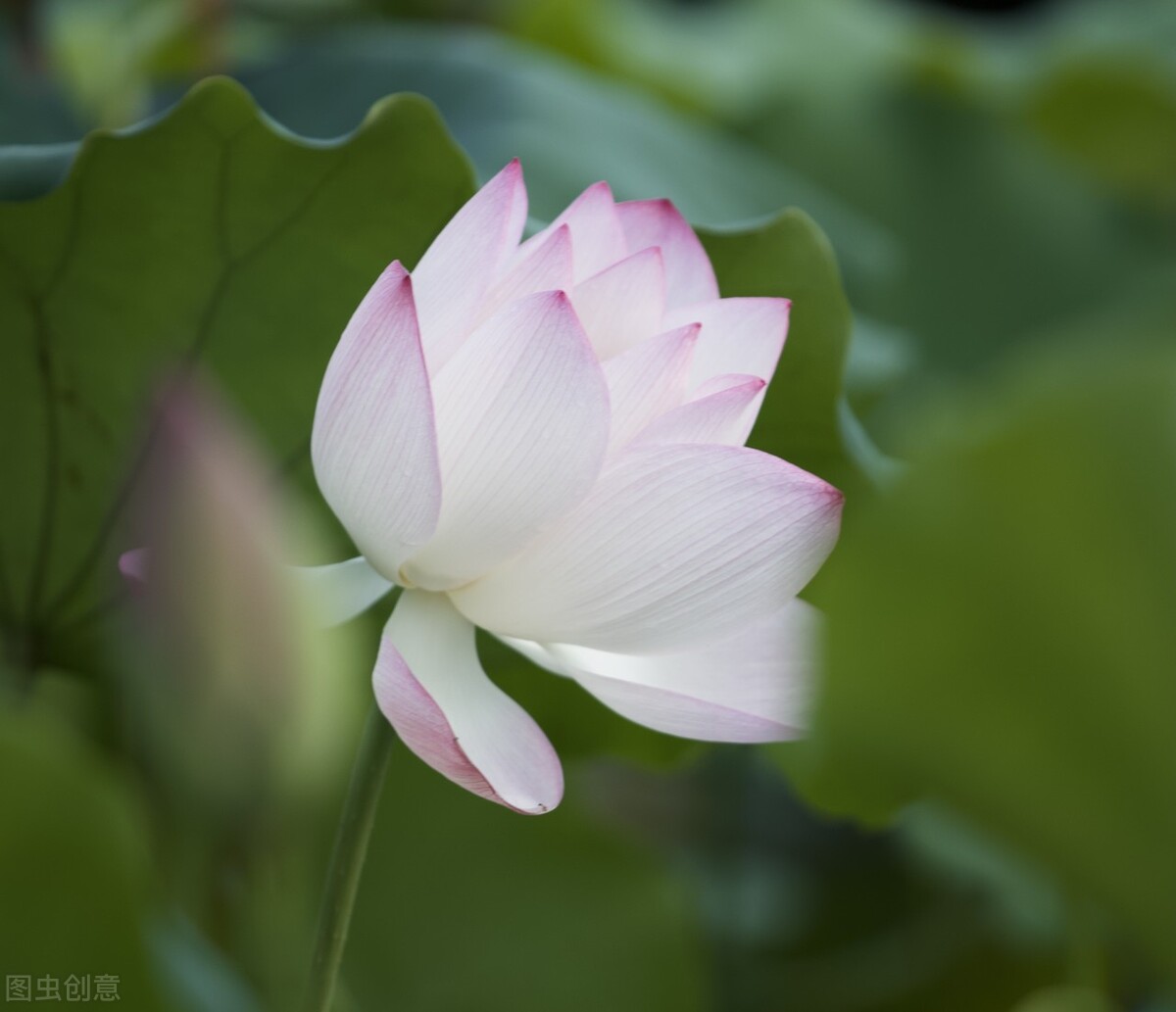 鍊氱獥鍚鎬濋煻鍗庨潤鏁版祦骞村叆鐑熼湠,鏃跺厜婕嵎宀佹湀鐣欓