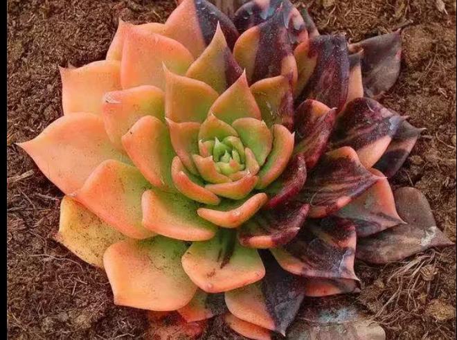 多肉养出状态来有多美?这102种多肉控养上色之后美呆了