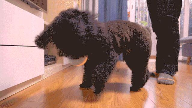 100%智能的小球，在寒冷的冬季撩猫逗狗