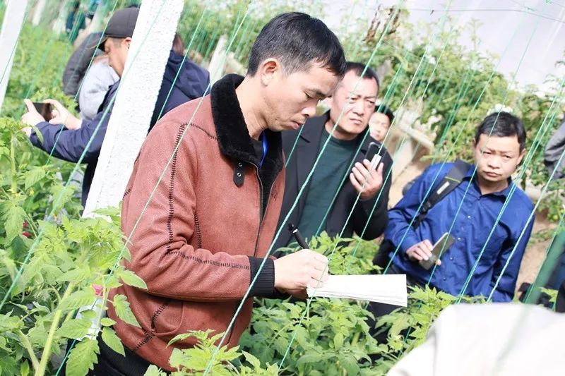无土栽培和土壤种植技术研究所,农业无土栽培技术培训