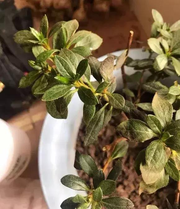 杜鹃怎么养才能爆开花,为什么都说杜鹃很厉害