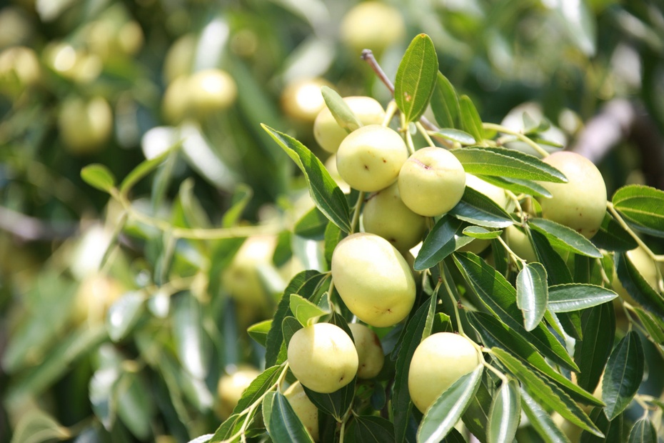 米亚罗-大美理礼县