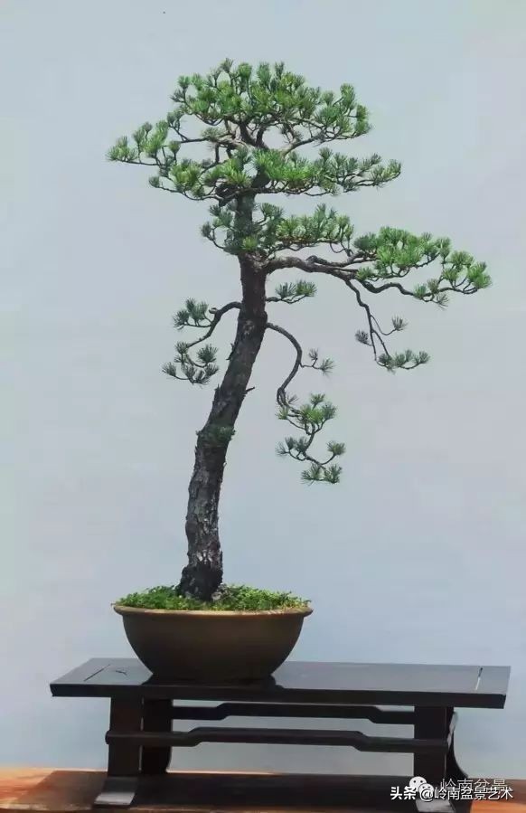 素仁格与文人树,你怎么看?