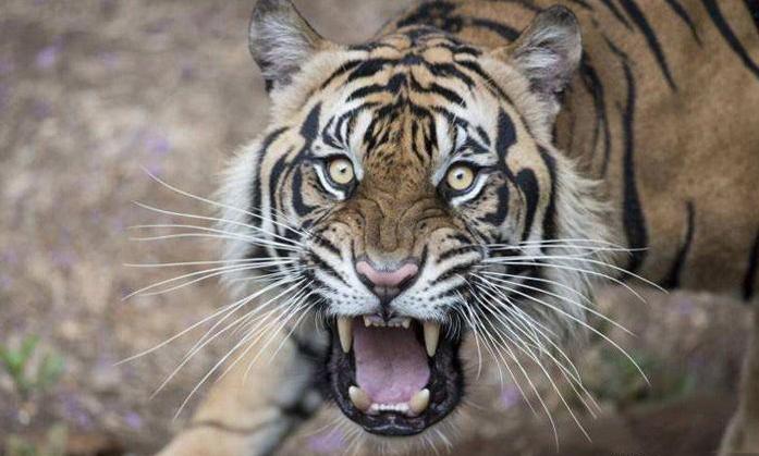 老虎VS狮子,会碰撞出怎样的火花?打得真厉害