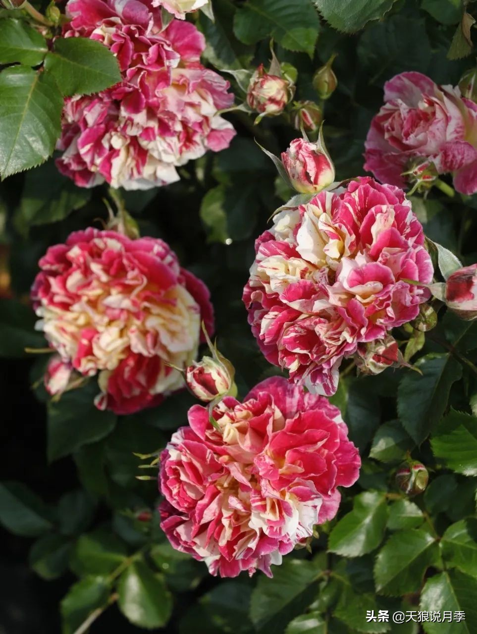 2022年天狼月季新品,月季天狼新品曝光