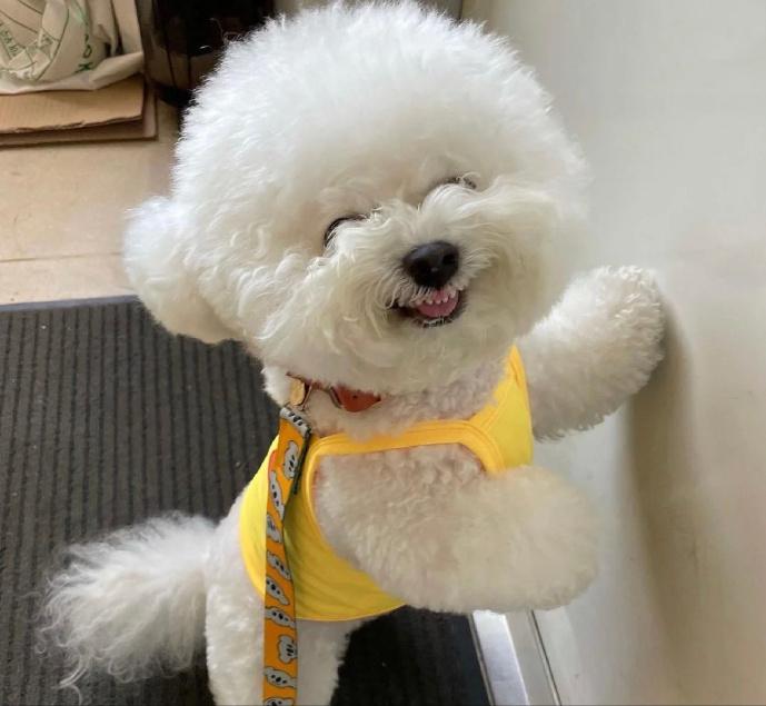 这些狗是“笑面狗”,它犯错了,你也不舍得打