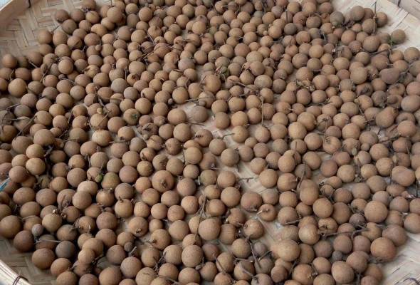 晒龙眼干没太阳咋办?教你2招实用技巧,即便下雨龙眼也不发霉