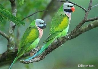 画眉鸟和鹦鹉可不可以一起饲养,画眉鸟好养一些还是鹦鹉好养