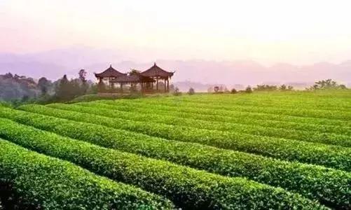 蒙顶山茶藏茶,蒙顶山茶雅安藏茶品牌