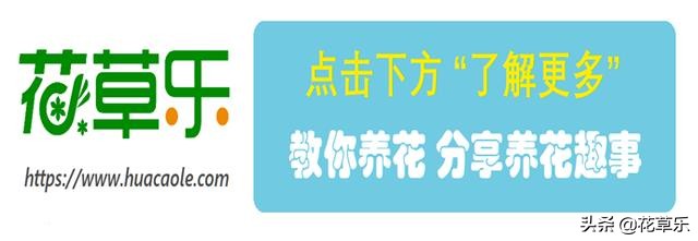 幸福树长虫子用什么药好得快,幸福树长虫子怎么修剪