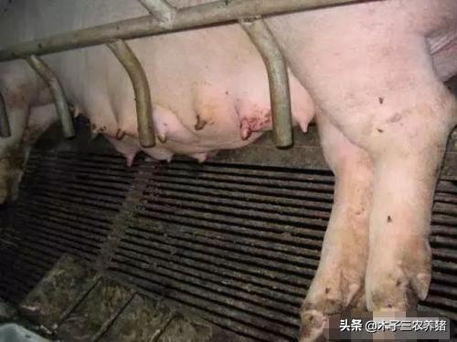 猪场爆发五号病怎么办？教你一招土办法，轻松解决！