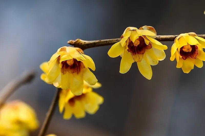 许昌鄢陵腊梅,许昌蜡梅