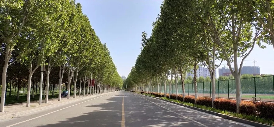 我最怀念的路——郑师之路