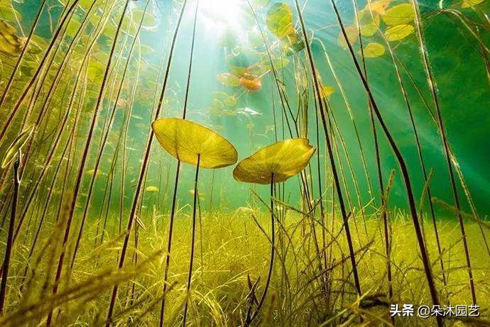 什么是草本,什么是灌木什么是草本