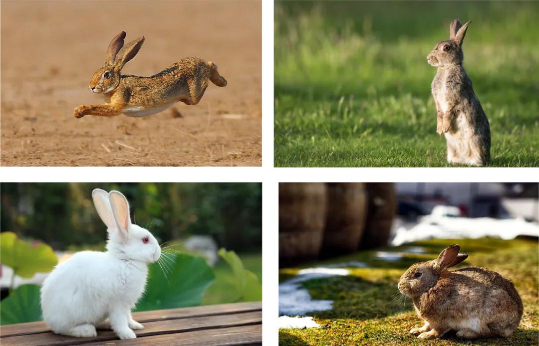 一张名片上印多个品牌logo,一张图片一个大字