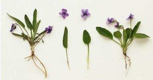 整合——28种青草药,赶快收藏备用!