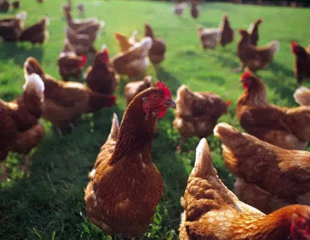 养鸡最怕什么地方,在山上养鸡有什么技巧