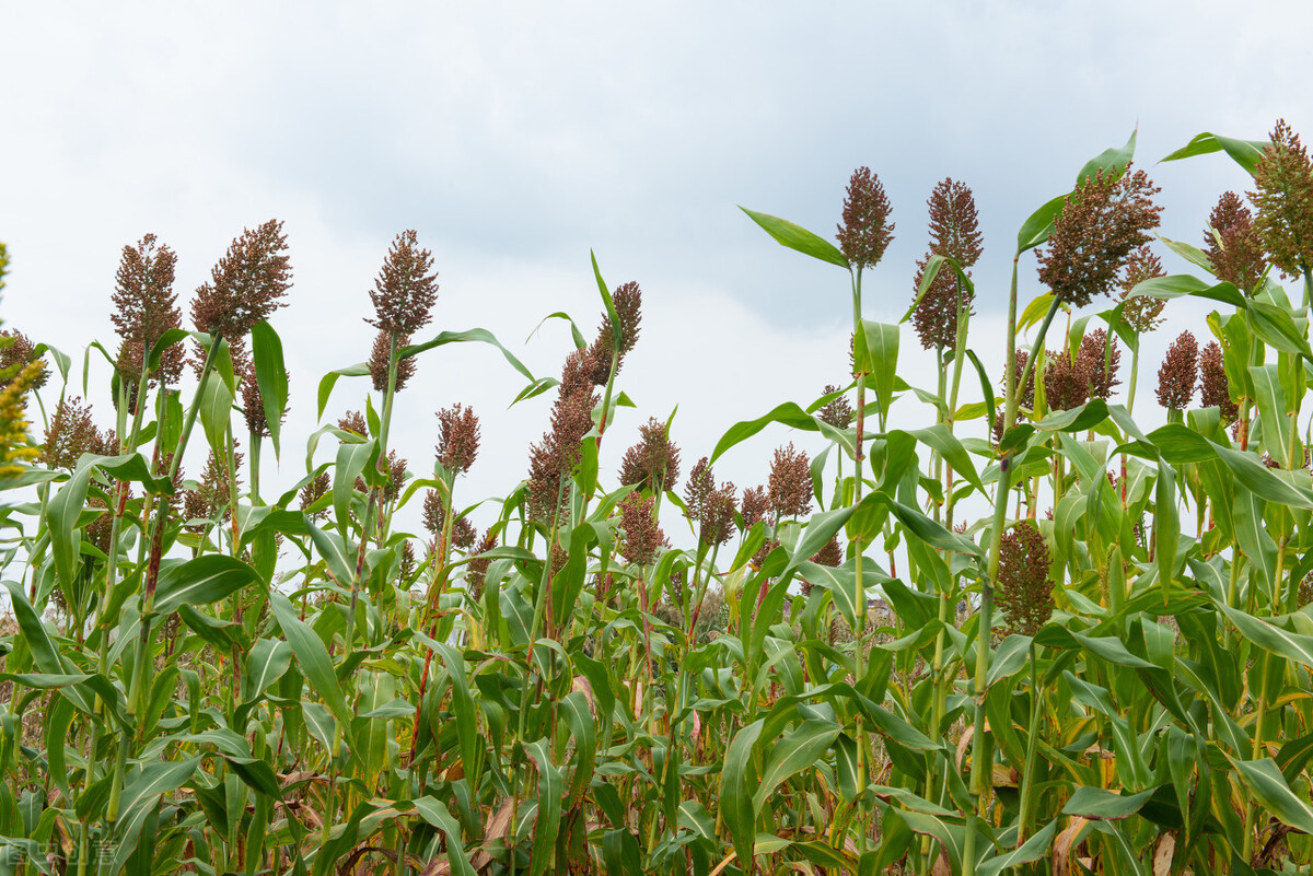 在茅台镇怎么才能买到正宗茅台酒,市面上的茅台酒怎么买到