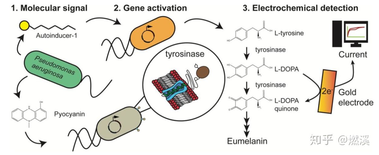 产生电的细菌丨工程微生物“合作者”丨微生物治疗疾病