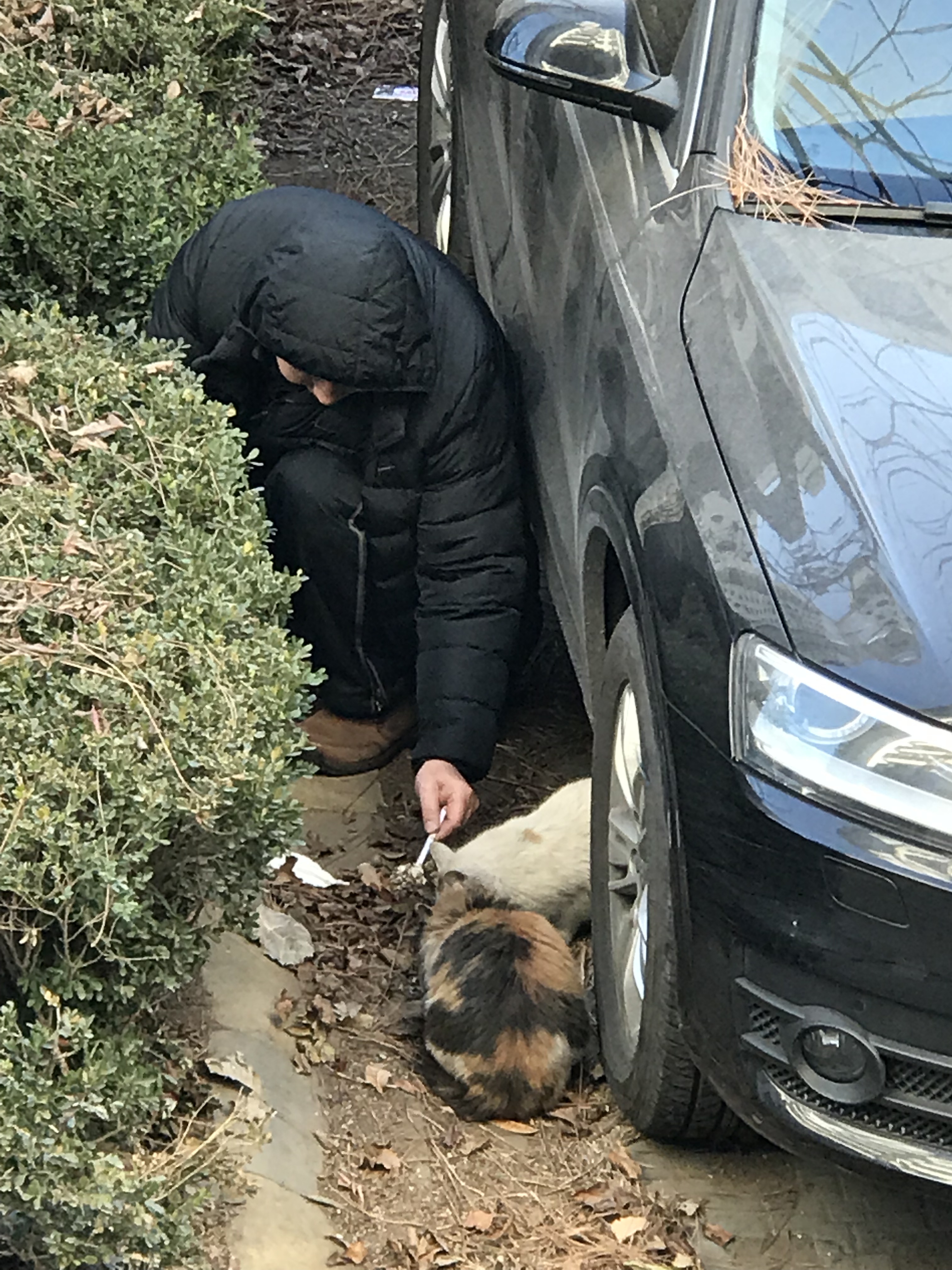 家猫和流浪猫相爱的故事,流浪猫和家猫的故事